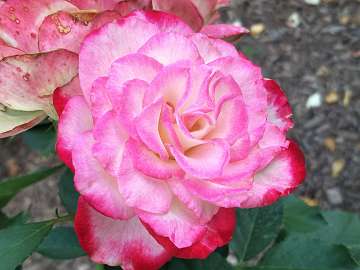 rose18 (192)