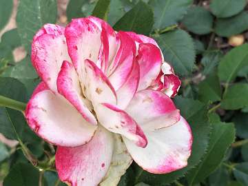 rose18 (196)