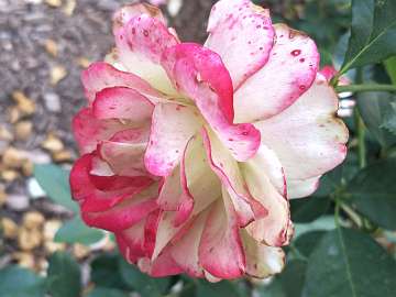 rose18 (197)