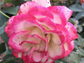 rose18 (198)