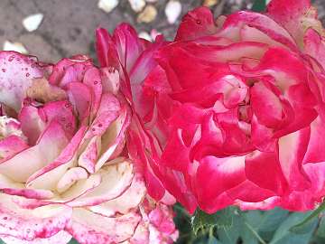 rose18 (199)