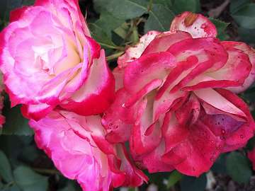 rose18 (203)