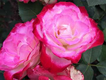 rose18 (204)