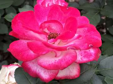 rose18 (49)