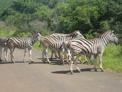 HIgameReserve (113)