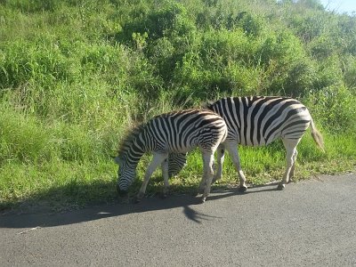 HIgameReserve (78)