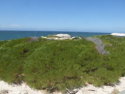 CapeGoodHope (104)