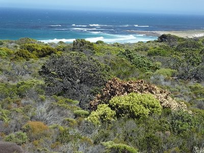 CapeGoodHope (37)