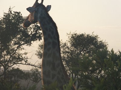 KrugerSafari (10)