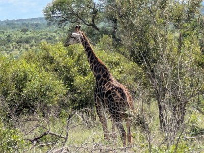 KrugerSafari (100)