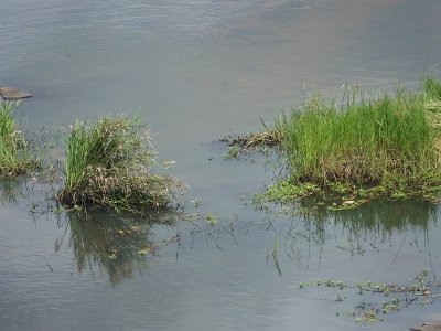 KrugerSafari (104)