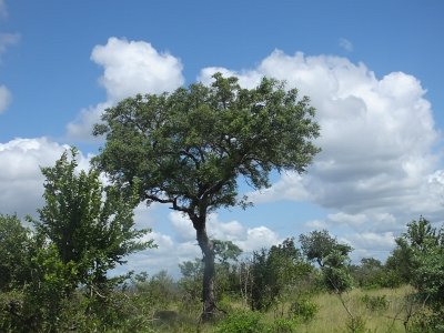 KrugerSafari (106)