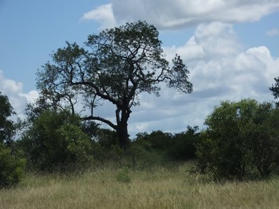 KrugerSafari (107)