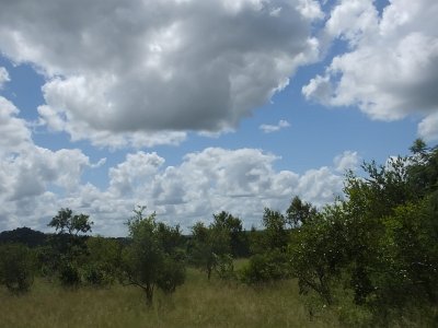 KrugerSafari (108)