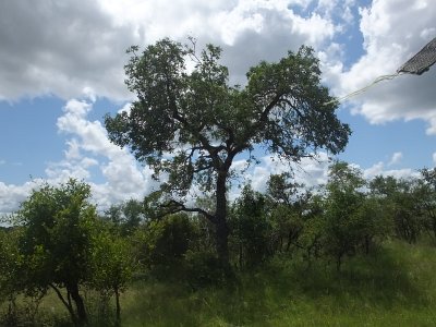 KrugerSafari (112)