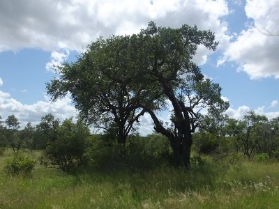 KrugerSafari (113)