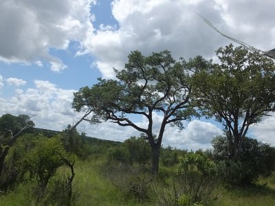 KrugerSafari (114)