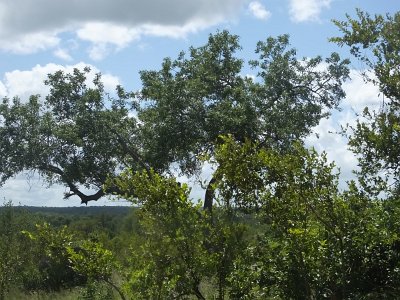 KrugerSafari (115)