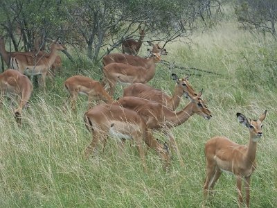 KrugerSafari (118)