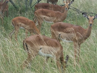 KrugerSafari (119)