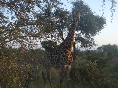 KrugerSafari (12)