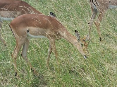 KrugerSafari (120)