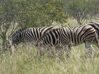 KrugerSafari (121)