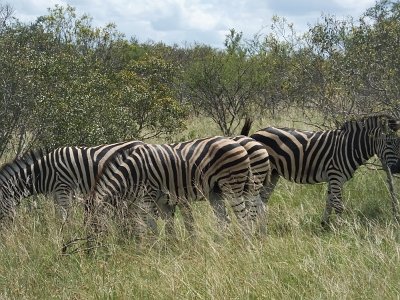 KrugerSafari (122)