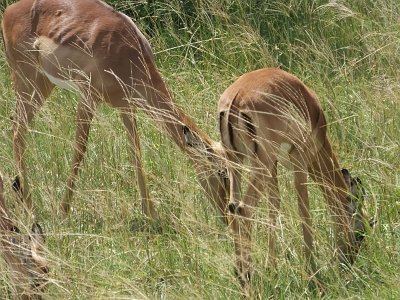 KrugerSafari (123)