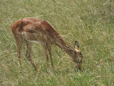 KrugerSafari (124)