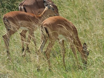 KrugerSafari (125)