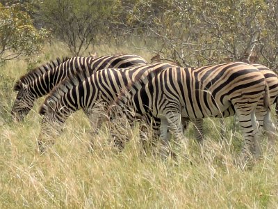 KrugerSafari (126)