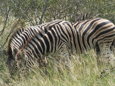 KrugerSafari (128)