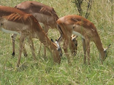 KrugerSafari (129)