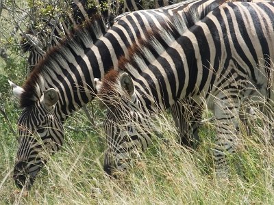 KrugerSafari (131)