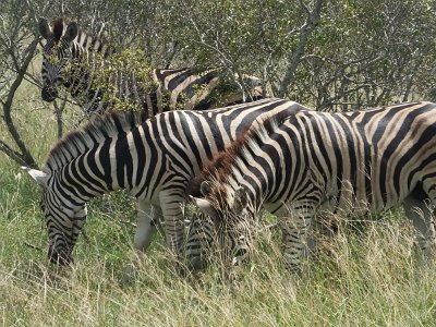 KrugerSafari (133)