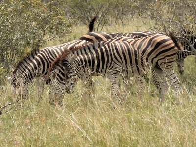 KrugerSafari (134)