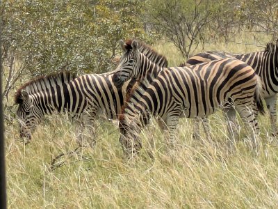 KrugerSafari (135)