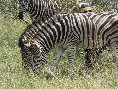 KrugerSafari (136)