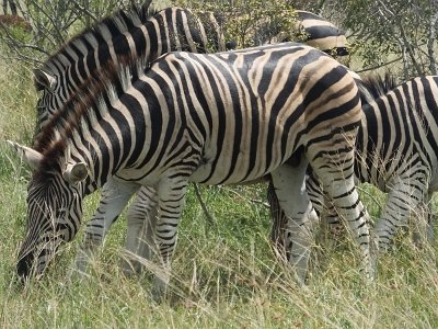 KrugerSafari (137)