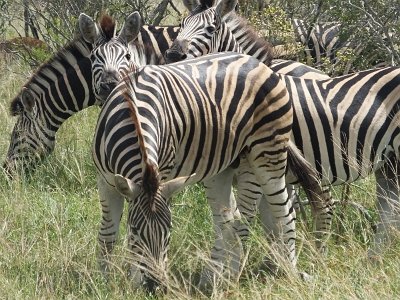 KrugerSafari (138)