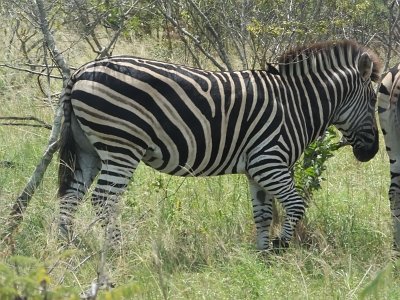 KrugerSafari (139)