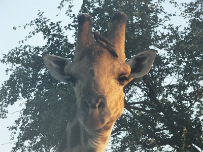 KrugerSafari (14)