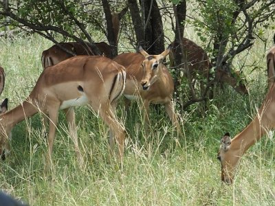 KrugerSafari (140)