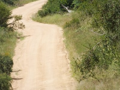 KrugerSafari (145)