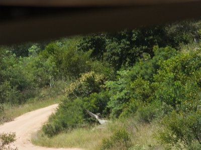 KrugerSafari (146)