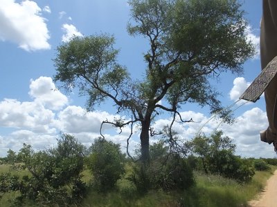 KrugerSafari (147)