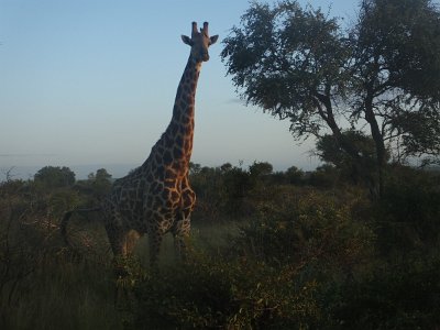 KrugerSafari (15)