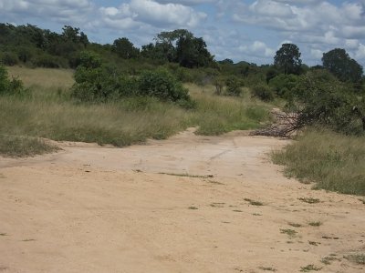 KrugerSafari (151)