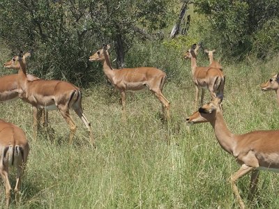 KrugerSafari (152)